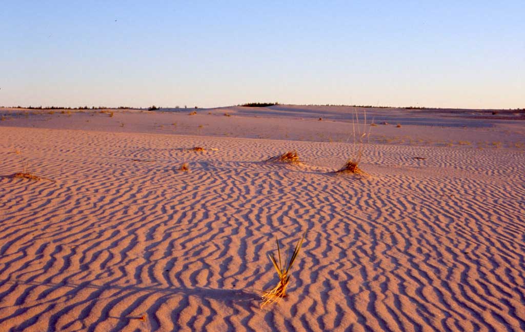 Песчаная форель. Песчаные дюны Атабаски. Песчаные дюны на озере Атабаска. Пустыня Атабаска. Песчаная форель Дюна.