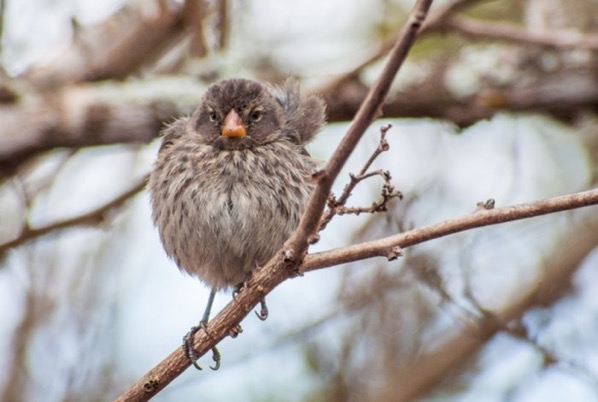 Darwins Finches Galapagos Islands Shutterstock