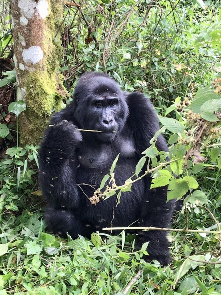 Gorilla in Bwindi National Park Uganda