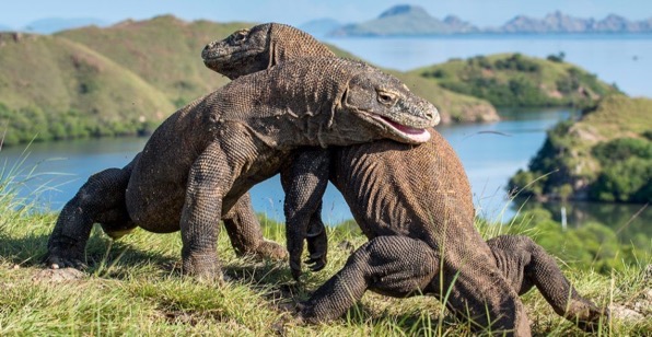 Komodo dragons fighting Shutterstock 1024x529