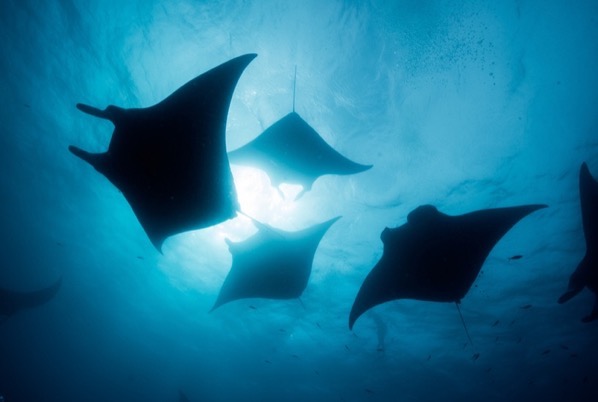 Manta ray silhouettes in the Maldives Shutterstock