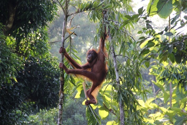 Orangutan in Borneo