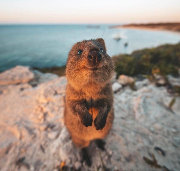 Quokka jamesvodickaInstagram 1024x974