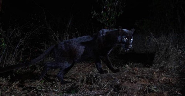 Rare black leopard spotted in Kenya willblInstagram 1024x529